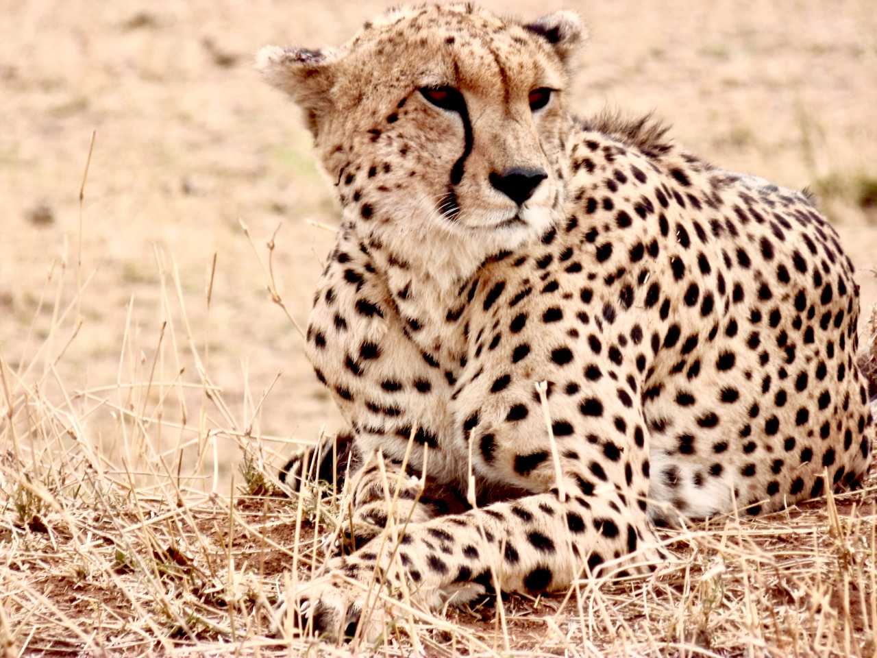 坦桑超:喷泉门VS坦桑尼亚监狱的简单介绍 坦桑超:喷泉门VS坦桑尼亚监狱的简单介绍