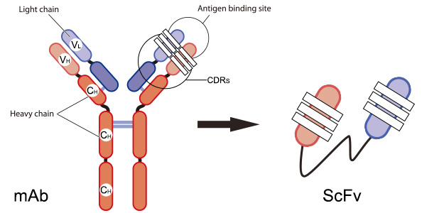 包含西协丙14组：SP维拉弗朗卡VSCD格沃拉的词条