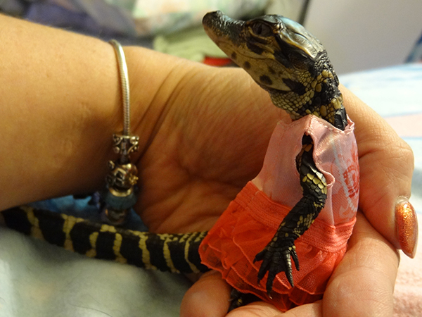 包含亚美甲：瓦尼二队VS阿拉拉特FC二队的词条  第2张